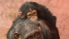 Schimpanse (8).jpg
